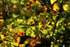 NN105_4DR