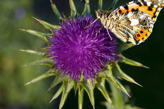 Blüten