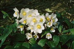 NN084DR