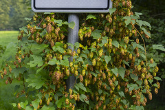 DSCF9079