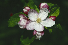 Macro Natur