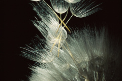 NN020_4DR