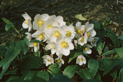 NN084DR
