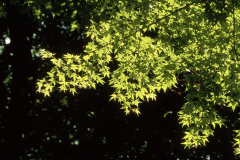 NN118DR