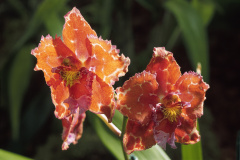 Orchideen