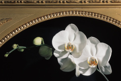 NN001_4DR