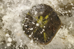 MMFC0015cDR