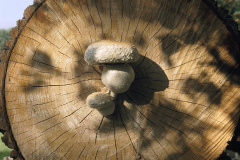 Pilze