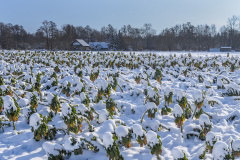 1_DSF0027-Verbessert-NR
