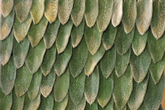 NN228DR
