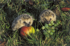 Tiere