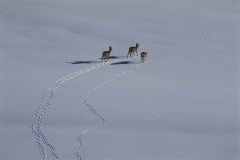 ER-378-Rehe