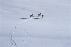 ER-378A-Rehe-2