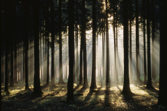 Wald